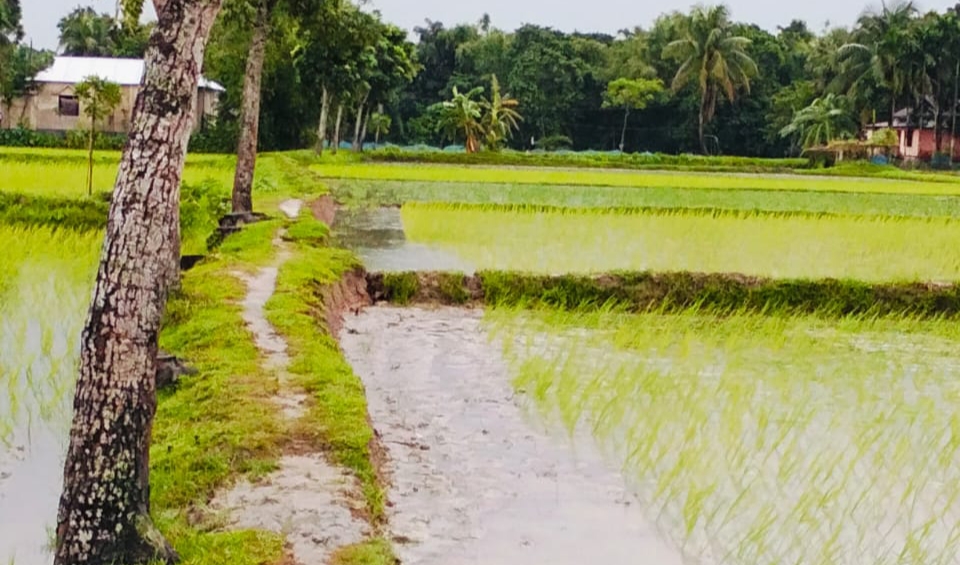 বারহাট্টায় পূর্ব শত্রুতার জেরে ধানের চারার উপর দিয়ে ট্রাক্টর চালানোর অভিযোগ