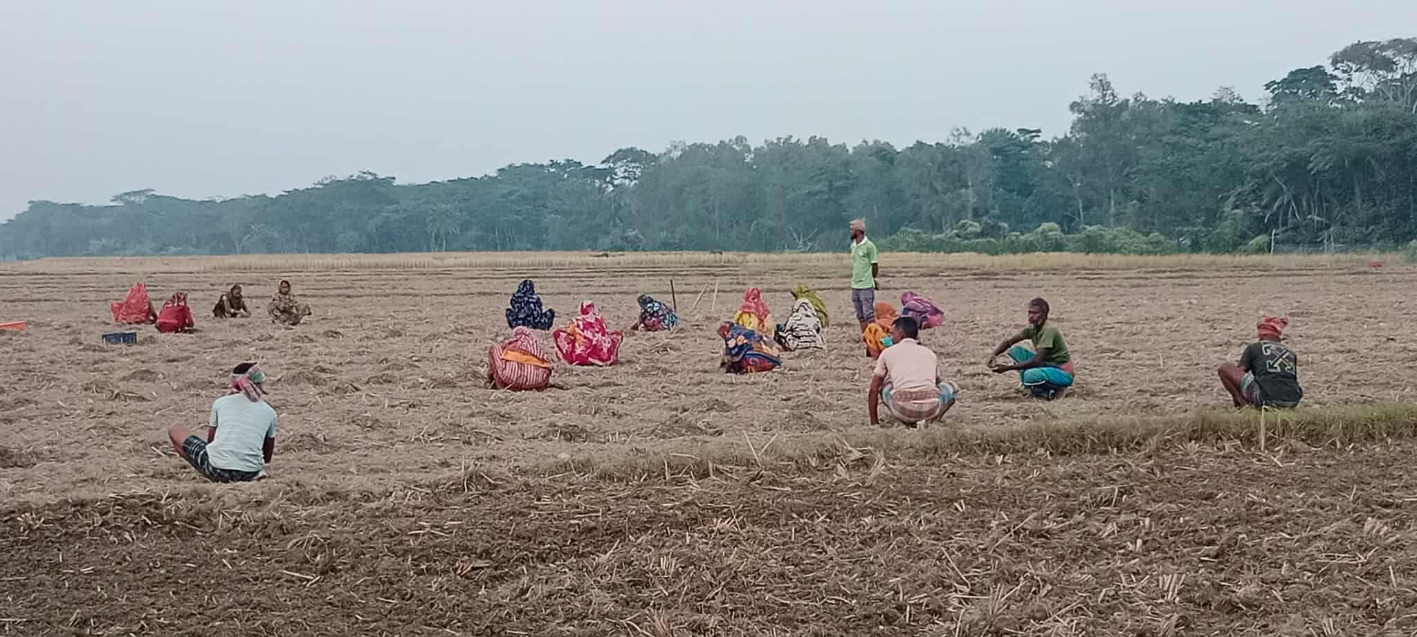 আমতলীতে তরমুজ চাষে ব্যস্ত সময় পার করছেন চাষীরা