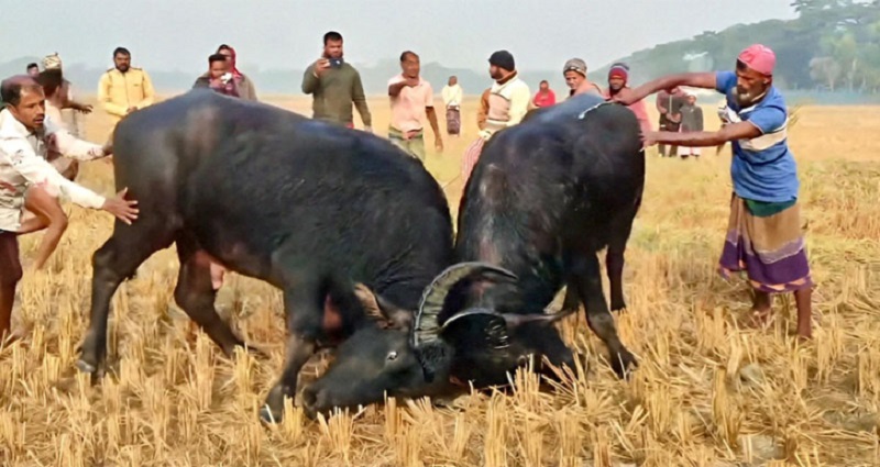 আমতলীতে ঐতিহ্যবাহী মহিষের লড়াই