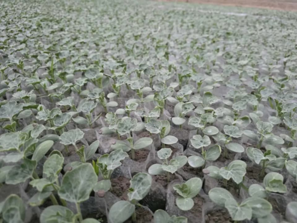 আমতলীতে তরমুজ চাষের জন্য ব্যস্ত সময় পার করছে কৃষকরা