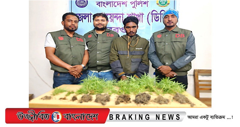 বরগুনার বেতাগীতে ডিবির অভিযানে ৯টি গাঁজা গাছসহ কিশোর গ্রেপ্তার