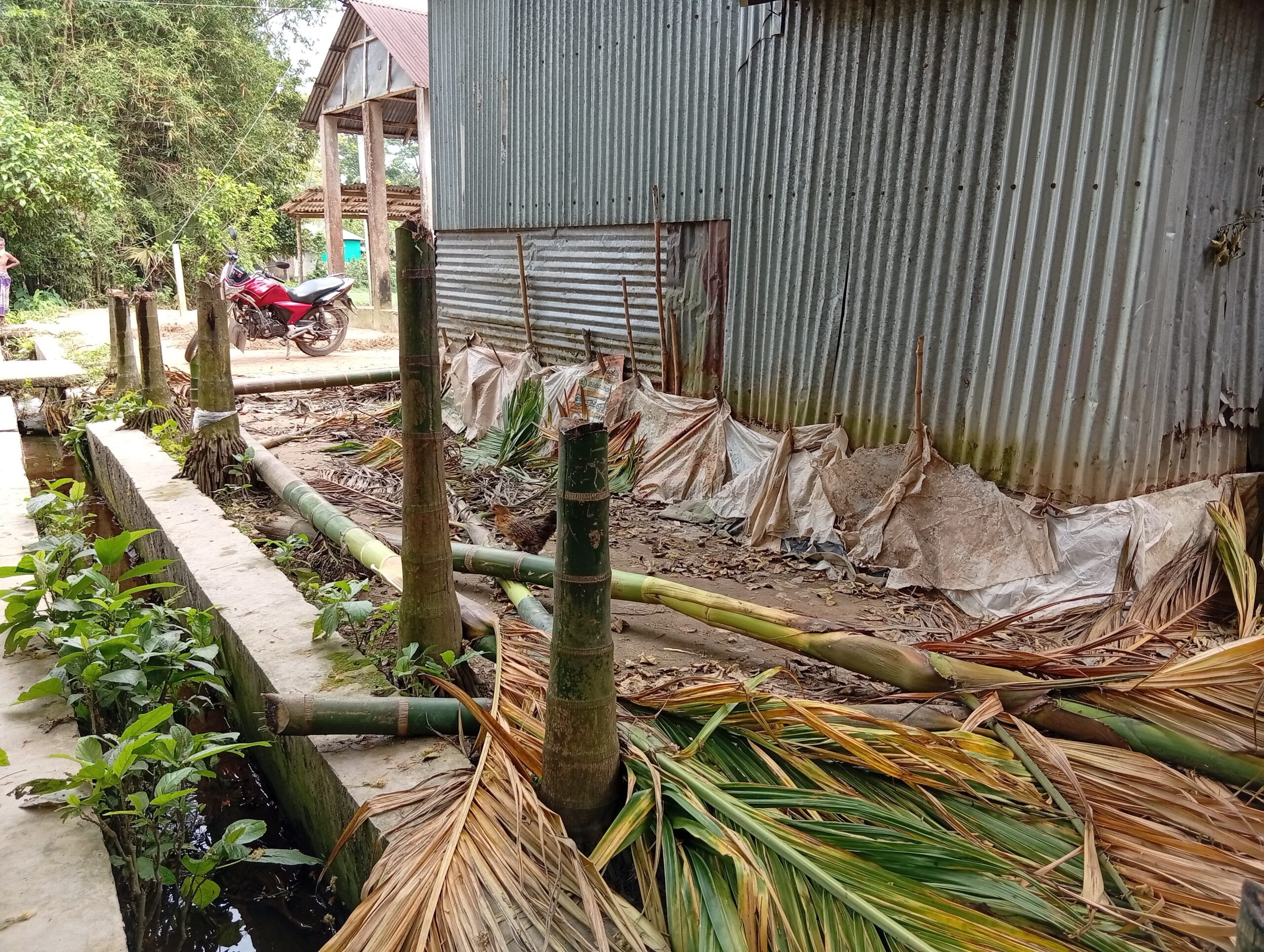 নেত্রকোনায় বৃদ্ধাকে মারপিট ও ফলজ-বনজ ৩ শতাধিক গাছ কেটে ফেলার অভিযোগ