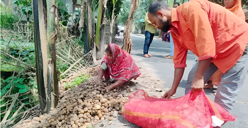 আলু এখন কৃষকের গলার কাঁটা