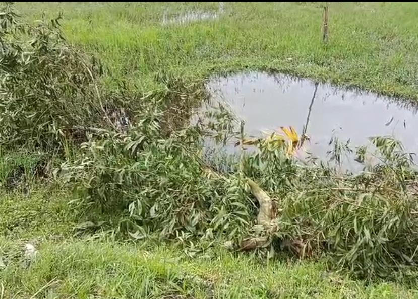 বারহাট্টায় সরকারি হালটের গাছ কাটা ও বসতবাড়ীতে হামলার অভিযোগ
